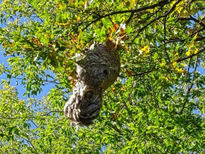 hornet-nest-3595