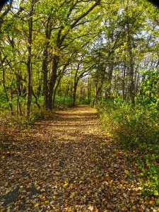 path-of-leaves-4519