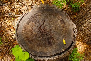 Tree Ring 6676