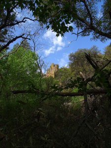 Cliff through Trees 6603